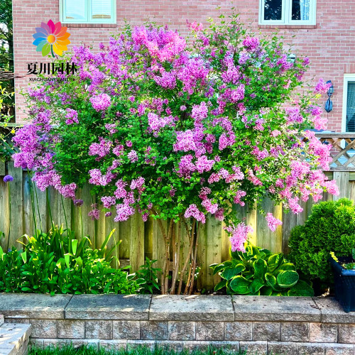 庭院绿化浓香丁香花树苗当年开花