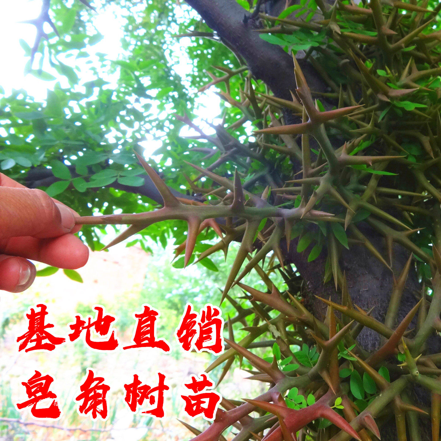 大刺皂角树苗皂荚树苗南北方药用皂荚树绿化庭院地栽造刺树篱笆苗