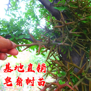 大刺皂角树苗皂荚树苗南北方药用皂荚树绿化庭院地栽造刺树篱笆苗