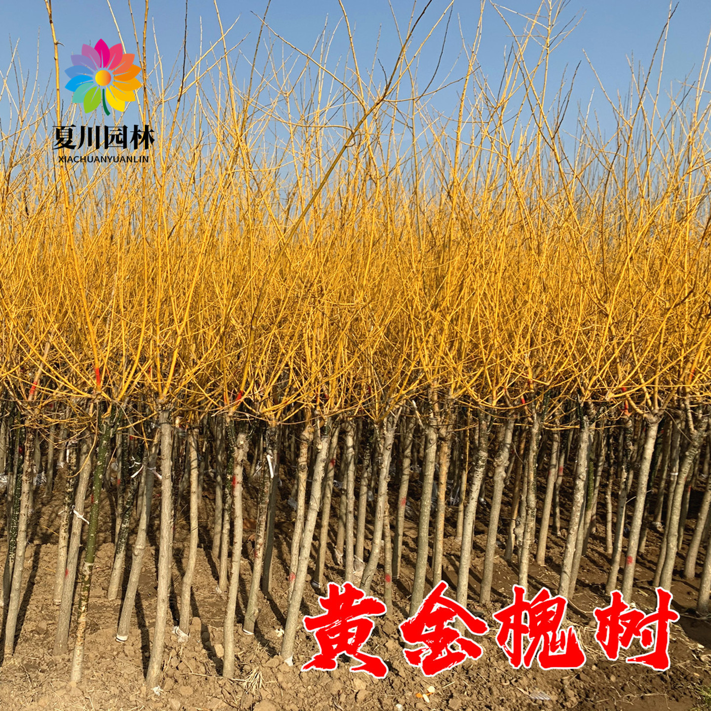 黄金槐树苗庭院绿化苗龙爪槐树苗金枝国槐苗嫁接金丝槐垂槐刺槐树