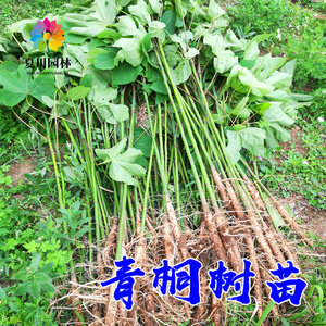 青桐树苗中国梧桐树苗庭院绿化风景树绿化苗木行道树青桐苗桐麻树