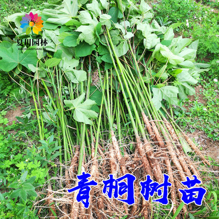 青桐树苗中国梧桐树苗庭院绿化风景树绿化苗木行道树青桐苗桐麻树