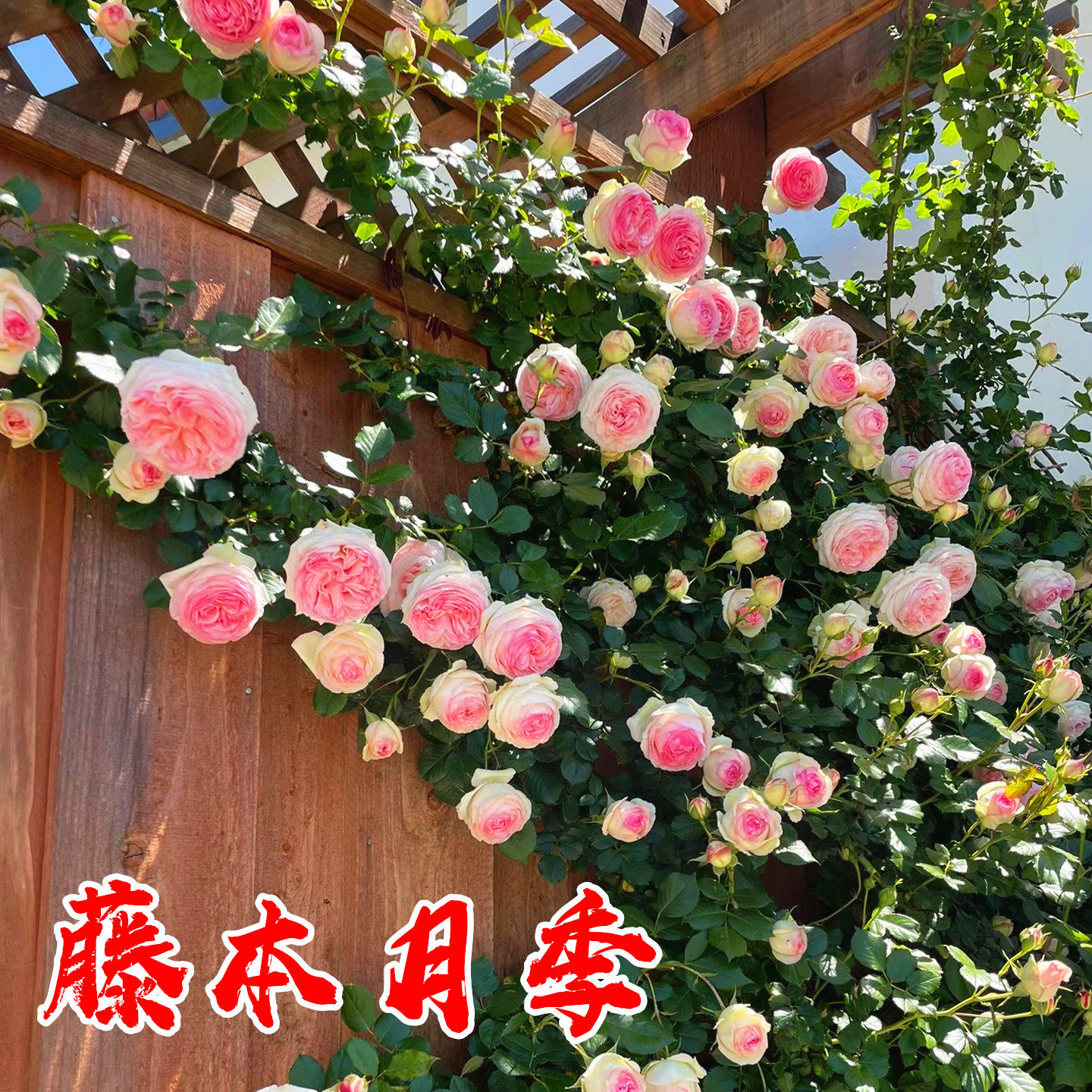 浓香藤本月季花当年开花龙沙宝石
