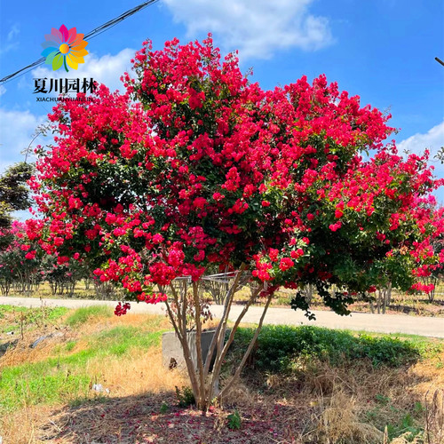 别墅耐寒风景树丛生紫薇当年开花