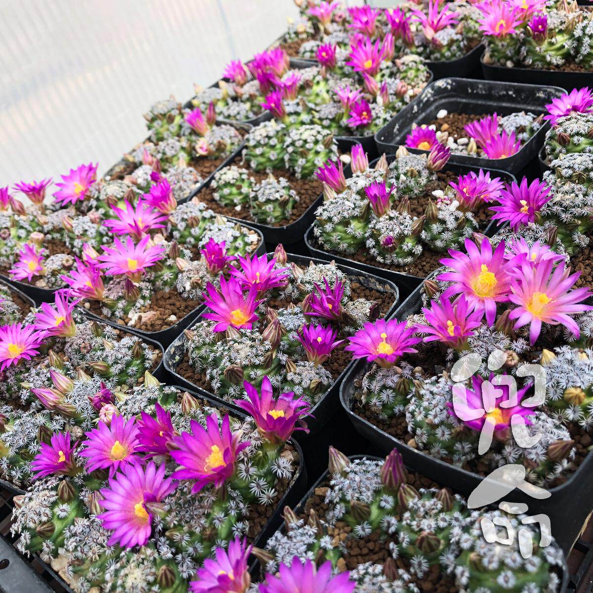 仙人球乳突属   克氏丸  实生株 美花系开花株一物一拍