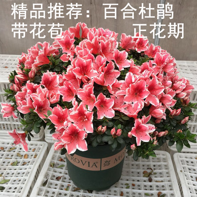 杜鹃花百合比利时西洋四季开花 红色白边红百合盆栽绿植名贵杜鹃