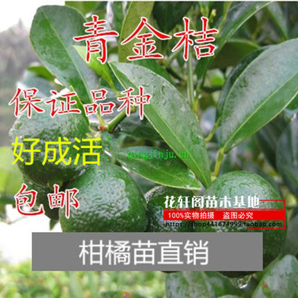 青桔苗 青金桔苗 海南青金桔树苗 小青桔子苗当年结果苗
