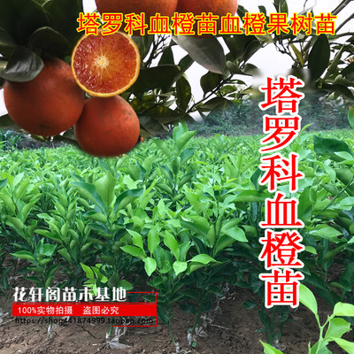 塔罗科血橙苗血橙果树苗 嫁接塔罗科血橙红肉脐橙树苗果树苗
