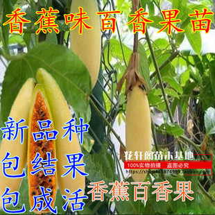 新品种香蕉百香果苗 加拿大甜蜜蜜百香果树苗 黄金百香果树苗包邮