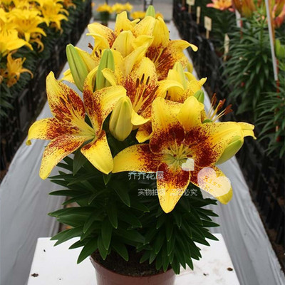 乔乔花屋 亚洲百合种球 矮化无香 小金块 16/18 3粒装 新品现货