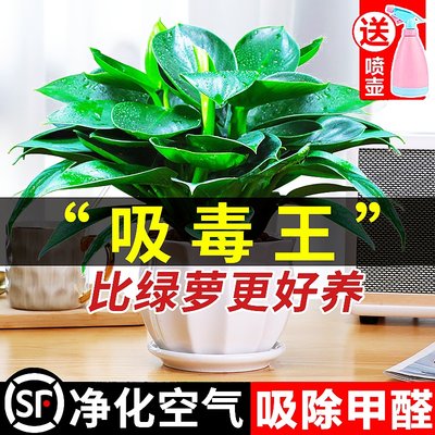 金钻盆栽绿萝箩室内植物花卉水培绿植办公室多肉净化空气去除甲醛