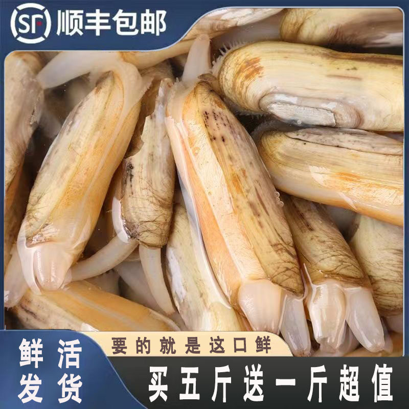 连云港野生鲜活双头蛏子5斤海蛏