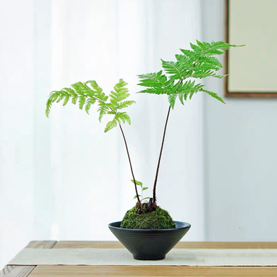 盆栽蕨类植物禅意室内净化空气