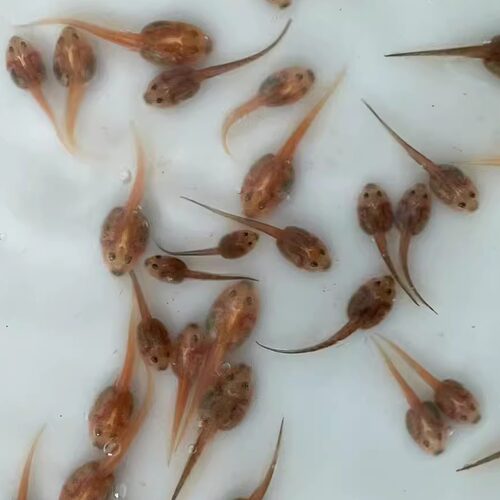 南美角蛙非牛蛙苗活物黄金绿角原色青蛙新手爬宠异宠儿童宠物蝌蚪