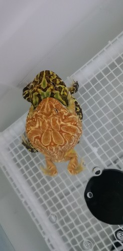 角蛙繁殖南美角蛙初级繁殖技术资料包角蛙繁殖南美