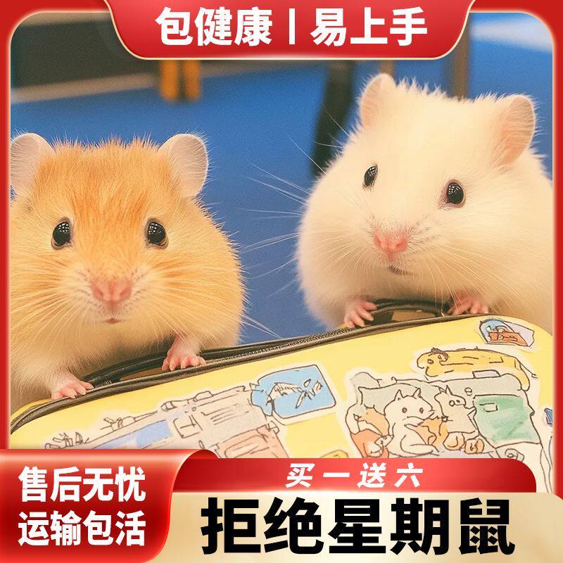 银狐,布丁,紫仓几种毛色可挑
