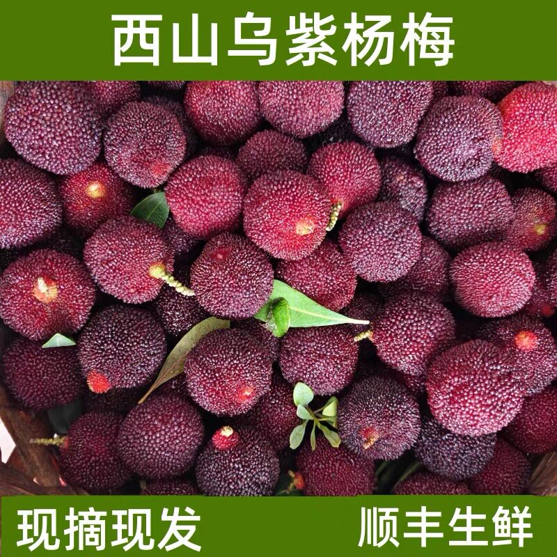 苏州西山樟坞浪荡子杨梅新鲜5斤PK仙居东魁现摘现发顺丰冷链礼盒