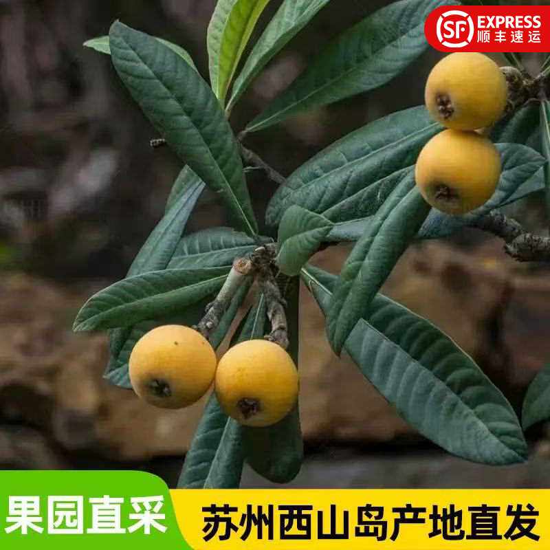 苏州西山青种枇杷大果礼盒现摘现发当季时令孕妇小孩送礼顺丰冷链