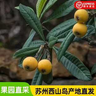 苏州西山青种枇杷大果礼盒现摘现发当季时令孕妇小孩送礼顺丰冷链