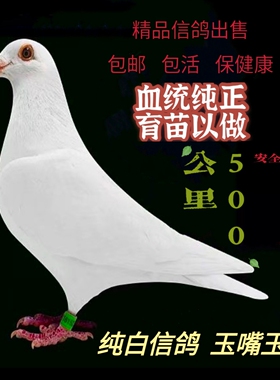 鸽子活一对信鸽幼鸽种鸽血统鸽远程吴凇李鸟白信鸽青年配好对包邮