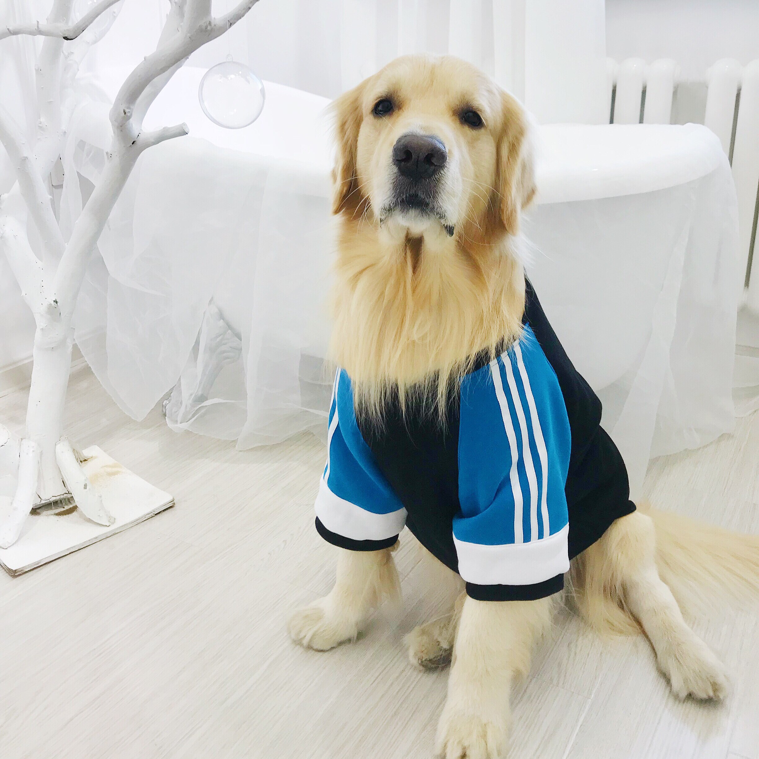 网红ins大型犬卫衣秋冬季款宠物外套大狗衣服亲子装