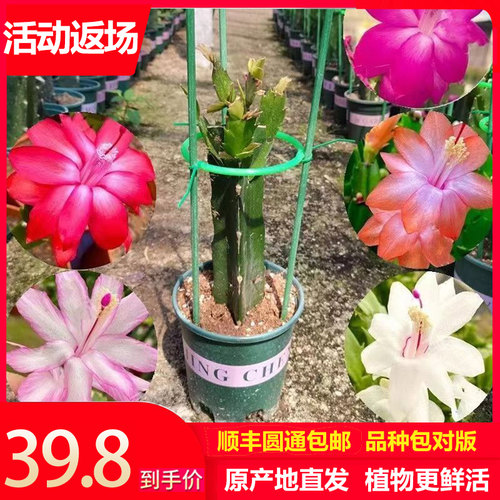 进口嫁接蟹爪兰花卉盆栽阳台