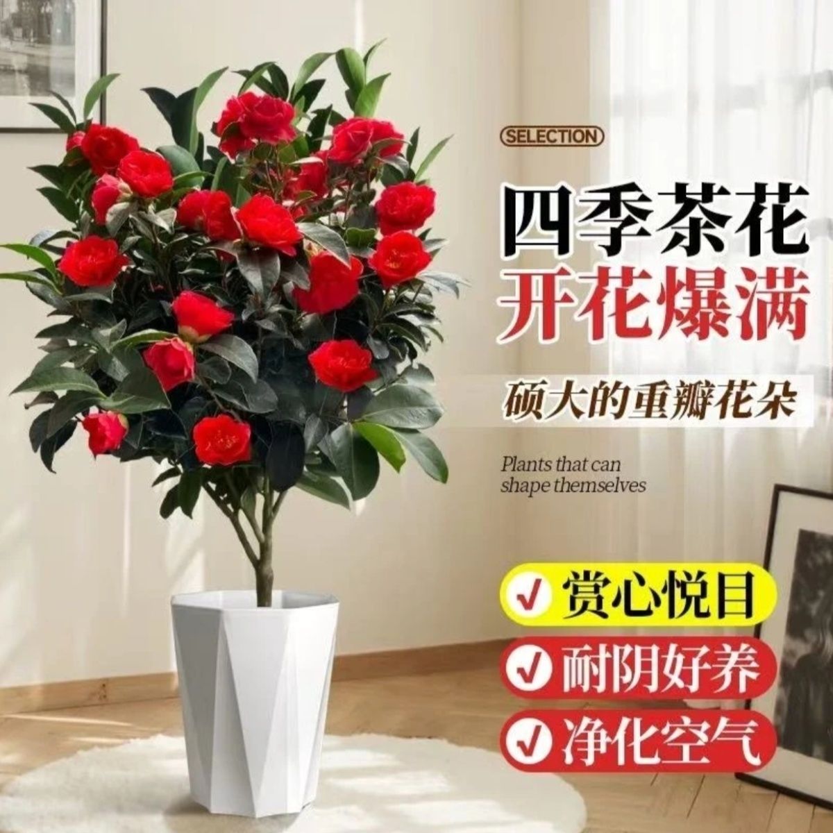 四季山茶花夏日七星浓香型