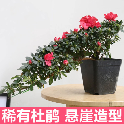 四季开花悬崖造型杜鹃客厅阳台