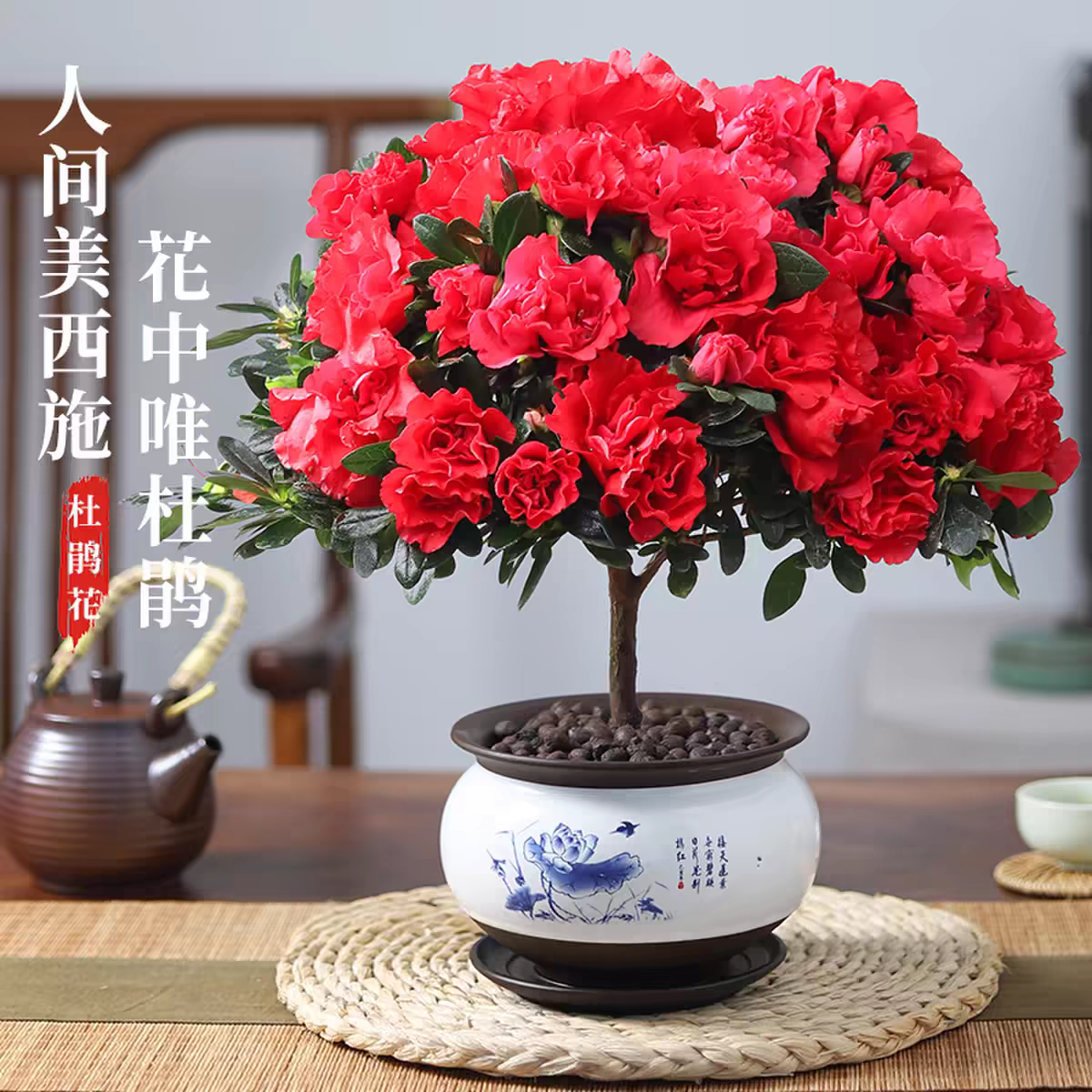 年宵花大棵红宝石杜鹃花苗盆栽