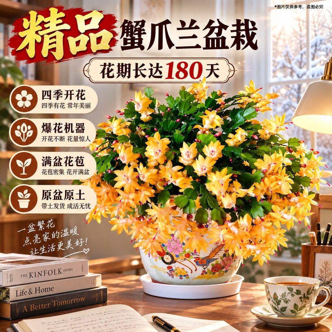 【黄金索菲亚】进口蟹爪兰阳台四季多肉绿植开花花卉盆栽室内嫁接