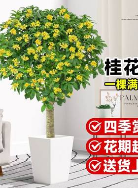 桂花树苗四季桂盆栽带花苞室内阳台庭院地栽大树开花不断花卉植物