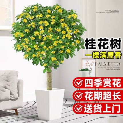 桂花树苗四季桂盆栽带花苞室内阳台庭院地栽大树开花不断花卉植物