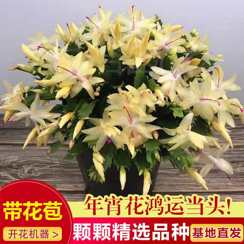 【黄金光炫】重瓣花蟹爪兰四季开花阳台绿植花卉盆栽室内带花苞