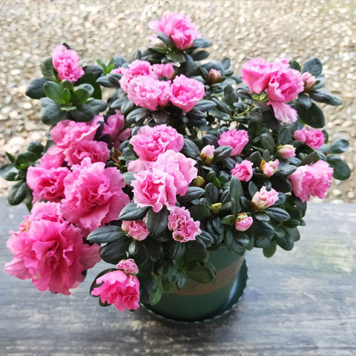 阳台好养客厅不断冬季观花植物