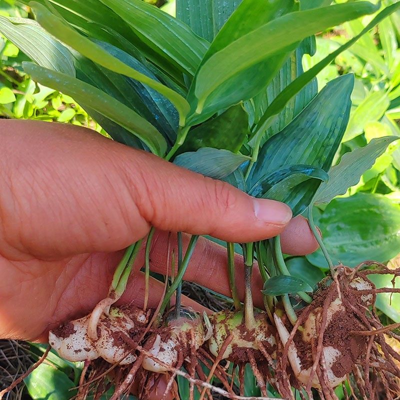 老虎姜苗姜型黄精种植苗 姜型多花不倒苗黄精 红花滇黄精苗种植地