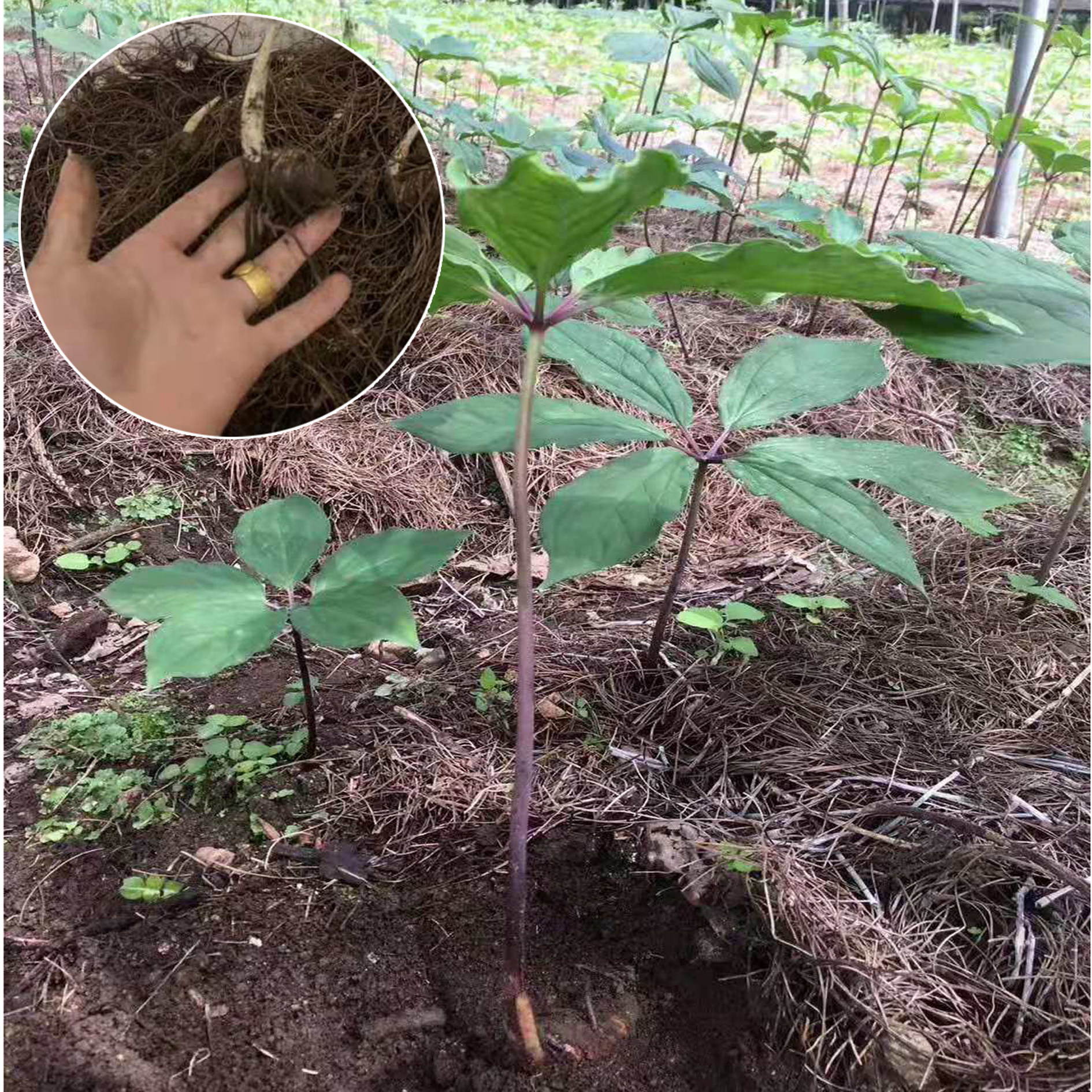 云南滇重楼名贵中药材种植基地七叶一枝花重楼独脚莲种子种苗直销