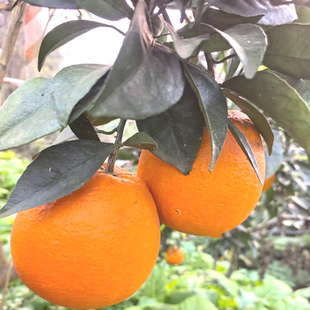 正宗新鲜水果四川脐橙孕妇橙子原产地直发树上现摘果子