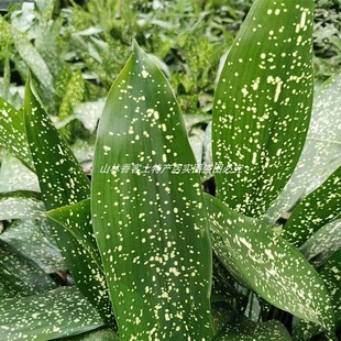 四川峨眉山大米花粽叶现摘新鲜云南热卖自然宽大一叶兰非箬叶热卖