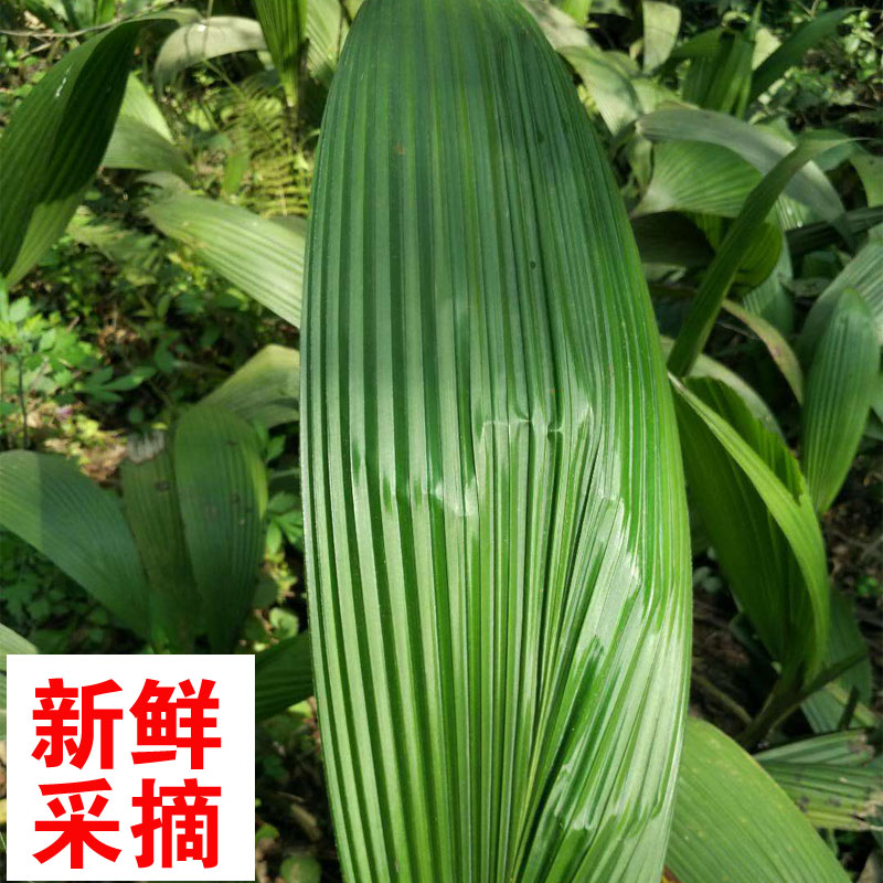 现摘新鲜叶儿粑叶四川乐山特产大叶仙茅船叶猪鸭儿粑叶5斤/份