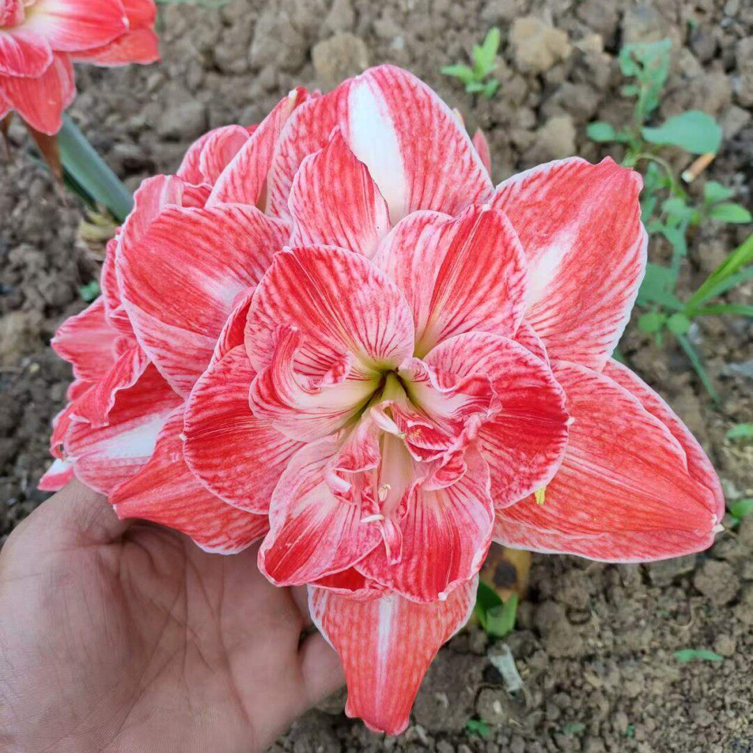 阳光少女朱顶红种球切球小苗盆栽地栽四季养殖盆栽地栽四季养殖