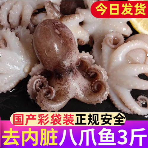 新鲜八爪鱼冷冻，已去内脏去牙齿