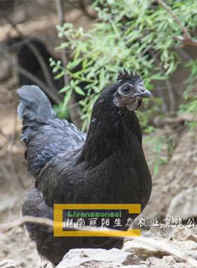 小鸡苗活体五黑鸡苗绿壳蛋鸡苗黑乌鸡苗乌骨鸡苗另有青脚鸡黄土鸡