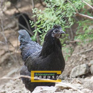 小鸡苗活体五黑鸡苗绿壳蛋鸡苗黑乌鸡苗乌骨鸡苗另有青脚鸡黄土鸡