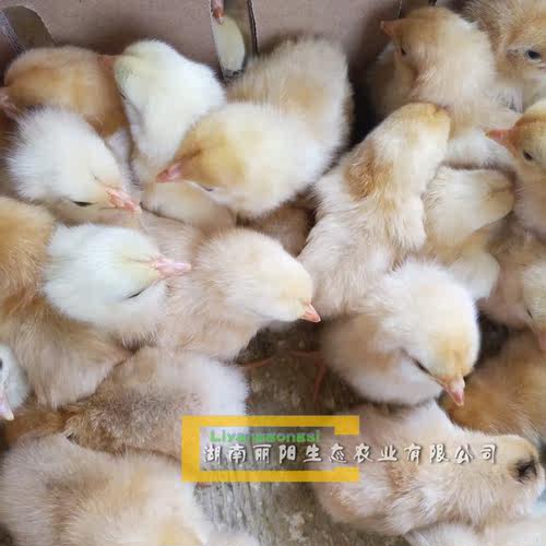 土鸡活苗蛋鸡苗黄土鸡活体出壳鸡