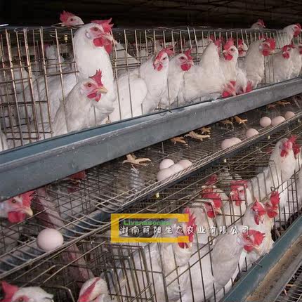 小鸡苗活体罗曼蛋鸡苗粉壳蛋另有海兰褐蛋鸡苗土鸡苗草鸡苗柴鸡苗