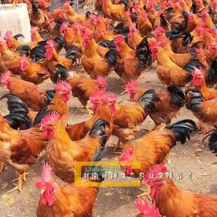 麻红鸡苗快大鸡活苗毛色漂亮高冠红毛另有黑土鸡黄土鸡发托运详谈