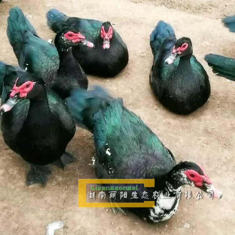 出售黑番鸭苗洋鸭苗草鸭苗旱鸭苗小鸭苗打疫苗路上运输托运