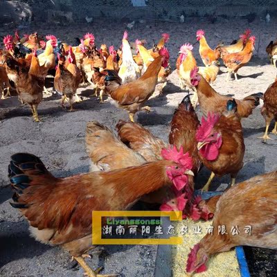 活体双林衡阳另有黑乌青脚土鸡苗