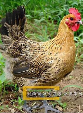 麻鸡活苗快大青脚麻鸡苗另有麻7鸡苗新广麻鸡苗快大黑鸡苗黑乌鸡