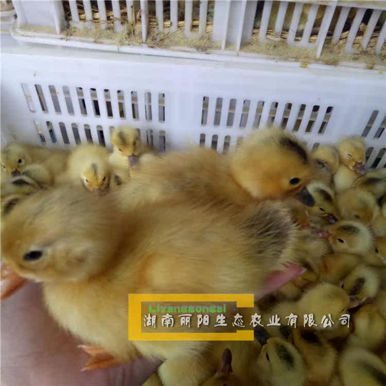 宠物小黄鸭苗小黄鸭活苗鸭子活体网红小黄鸭小孩大人均可饲养